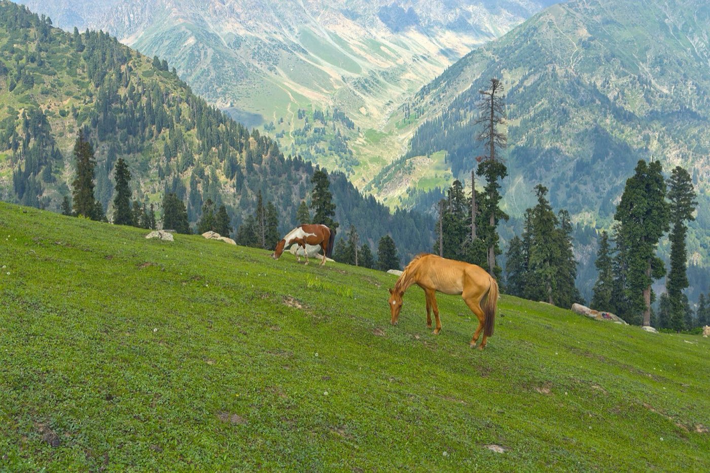 Horses grazing in a mountain meadow